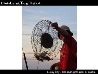 Lucky day!, The man gets a lot of crabs.  L ife in  L amsai,  T rung,  T hailand 