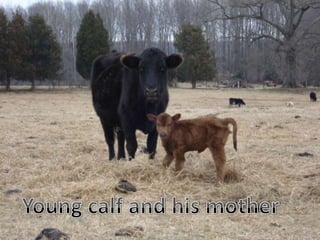 Young calf and his mother 