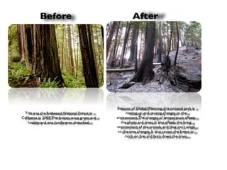 Before                                              After




                                                 !
                                                     Because of Global Warming, this national park is
                                                                                                           !
 This was the Redwood National Forest in                   heating up and causing changes to the
California in 2007. The forests were green and       environment. The changes of temperature effects
    healthy and was hardly ever disturbed.              the plants and trees. It also effects the living
                                                     environment of the animals, and they can’t adapt
                                                      to the new changes. It also causes the forest to
                                                          catch on ﬁre, and burn down the trees.
 