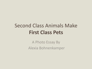 Second Class Animals Make 
First Class Pets 
A Photo Essay By 
Alexia Bohnenkamper 
 