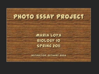 Photo Essay ProjectMaria LoyaBiology 10Spring 2011Instructor: Bethany Bush 