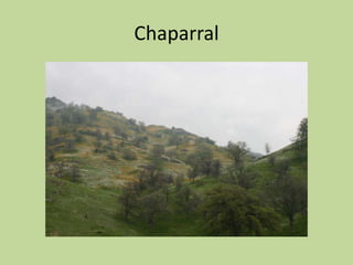 Chaparral