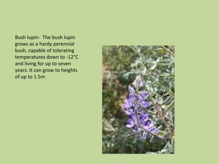 Bush lupin-  The bush lupin grows as a hardy perennial bush, capable of tolerating temperatures down to -12°C and living for up to seven years. It can grow to heights of up to 1.5m 