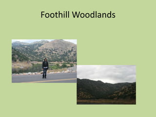 Foothill Woodlands