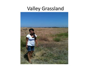 Valley Grassland 