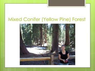 Mixed Conifer (Yellow Pine) Forest
 