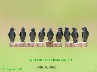 Quel talent ce photographe !
Arrangements: M.P.F
 