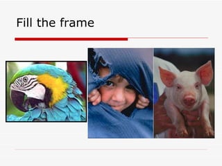 Fill the frame 