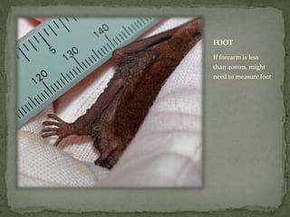 ToeHairs
For brown bats with
forearms under
40mm, might need
to examine toe hairs
Copious?
Long?
Usually need
magnificatio...
