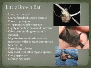 Big Brown Bat Little Brown Bat
 