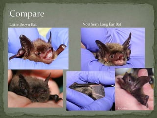  ENDANGERED
 Somewhat larger than other
Myotis species
 6—13 g; 40—46mm forearm
 Woolly gray or russet fur
 Hair is s...