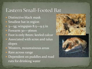  Small bat, but looks like big
brown bat
 6—12 grams, 9—10 in
wingspan
 Forearm 33—39mm
 Tragus short, curved, rounded...