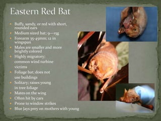  Very similar to red bats
 Deep russet
fur, mahogany colored
skin
 10—15 g; forearm 35—45
mm
 12 in wingspan
 Known f...