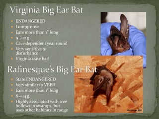 Photographic guide to bats