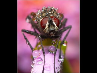 Photographies superbes