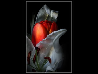 Photographies superbes