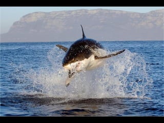 Photographies superbes