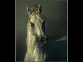 Photographies superbes