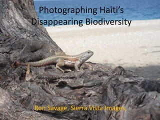 Photographing Haiti’s
Disappearing Biodiversity
Ron Savage, Sierra Vista Images,
Leiocepalus schreibbersi
Indigo Beach Club
 