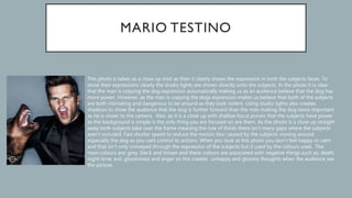 This photo is taken as a close up shot as then it clearly shows the expression in both the subjects faces. To
show their expressions clearly the studio lights are shown directly onto the subjects. In the photo it is clear
that the man is copying the dog expression automatically making us as an audience believe that the dog has
more power. However, as the man is copying the dogs expression makes us believe that both of the subjects
are both intimating and dangerous to be around as they look violent. Using studio lights also creates
shadows to show the audience that the dog is further forward than the man making the dog more important
as he is closer to the camera. Also, as it is a close up with shallow focus proves that the subjects have power
as the background is simple is the only thing you are focused on are them. As the photo is a close up straight
away both subjects take over the frame meaning the rule of thirds there isn’t many gaps where the subjects
aren’t included. Fast shutter speed to reduce the motion blur caused by the subjects moving around
especially the dog as you cant control its actions. When you look at this photo you don’t feel happy or calm
and that isn’t only conveyed through the expression of the subjects but it used by the colours used. The
main colours are; grey, black and brown and these colours are associated with negative things such as; death,
night-time, evil, gloominess and anger so this creates unhappy and gloomy thoughts when the audience see
the picture.
 