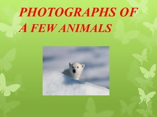 PHOTOGRAPHS OF
A FEW ANIMALS

 