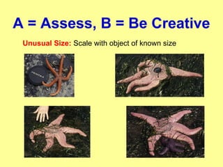 A = Assess, B = Be Creative
Unusual Size: Scale with object of known size
 