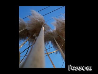 Possum
 
