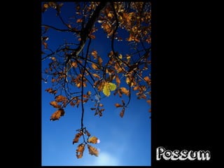 Possum
 