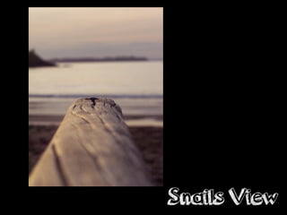 Snails View
 