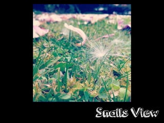 Snails View
 