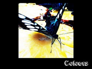 Colours
 