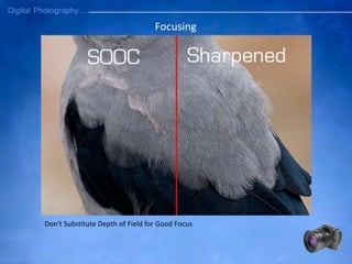 Don't Substitute Depth of Field for Good Focus
Focusing
 