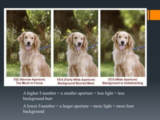 A higher f-number = a smaller aperture = less light = less
background burr
A lower f-number = a larger aperture = more light = more burr
background
 