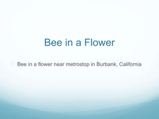 Bee in a Flower
? Bee in a flower near metrostop in Burbank, California
 