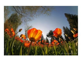 Photography Composition Basics