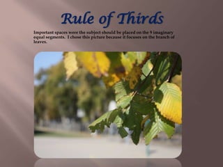 Rule of Thirds
Important spaces were the subject should be placed on the 9 imaginary
equal segments. I chose this picture because it focuses on the branch of
leaves.
 