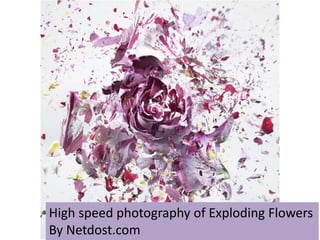 High speed photography of Exploding Flowers
By Netdost.com
 