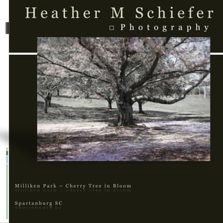 Milliken Park – Cherry Tree in BloomSpartanburg SC