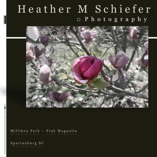 Milliken Park – Pink MagnoliaSpartanburg SC