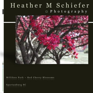 Milliken Park – Red Cherry BlossomsSpartanburg SC