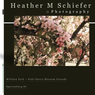 Milliken Park – Pink Cherry Blossom CascadeSpartanburg SC