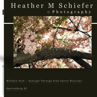 Milliken Park – Sunlight Through Pink Cherry BlossomsSpartanburg SC