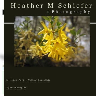 Milliken Park – Yellow ForsythiaSpartanburg SC