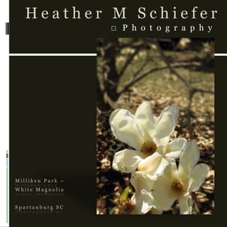 Milliken Park –White MagnoliaSpartanburg SC