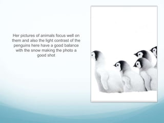 Her pictures of animals focus well on
them and also the light contrast of the
 penguins here have a good balance
  with the snow making the photo a
               good shot
 