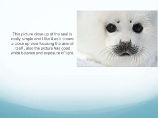 This picture close up of the seal is
really simple and I like it as it shows
a close up view focusing the animal
  itself , also the picture has good
white balance and exposure of light.
 