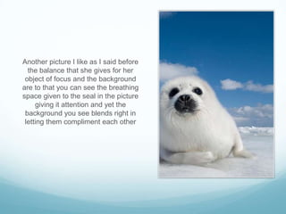 Another picture I like as I said before
  the balance that she gives for her
 object of focus and the background
are to that you can see the breathing
space given to the seal in the picture
     giving it attention and yet the
 background you see blends right in
 letting them compliment each other
 