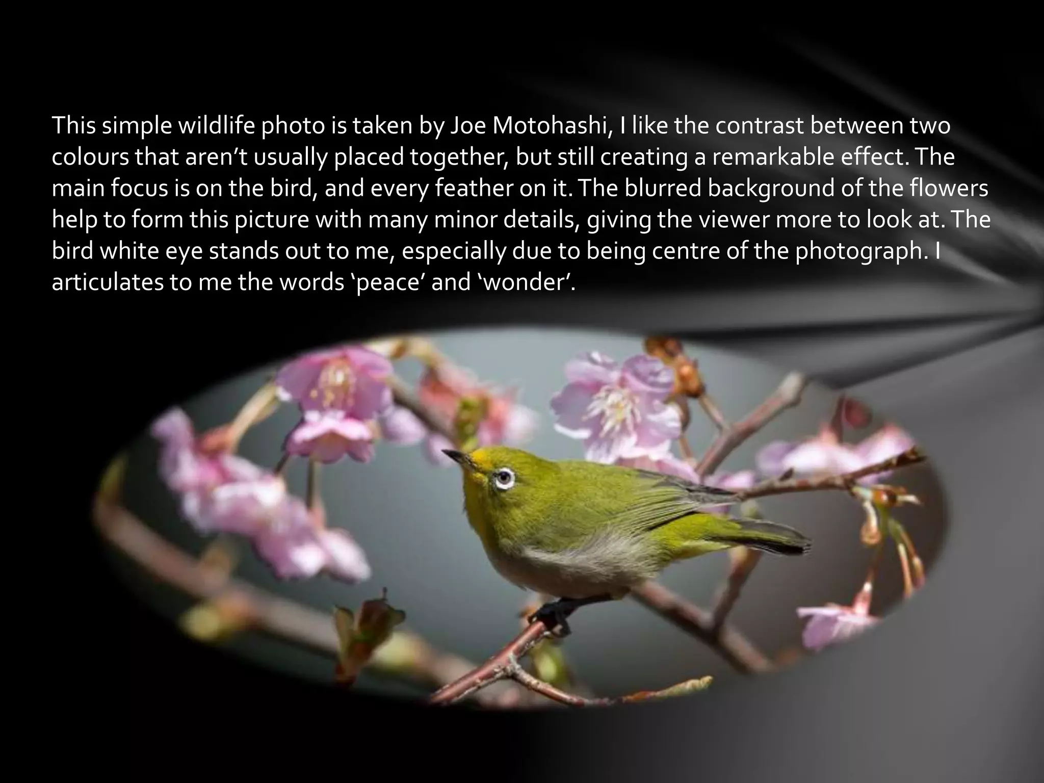 This simple wildlife photo is taken by Joe Motohashi, I like the contrast between two 
colours that aren’t usually placed together, but still creating a remarkable effect. The 
main focus is on the bird, and every feather on it. The blurred background of the flowers 
help to form this picture with many minor details, giving the viewer more to look at. The 
bird white eye stands out to me, especially due to being centre of the photograph. I 
articulates to me the words ‘peace’ and ‘wonder’. 
 