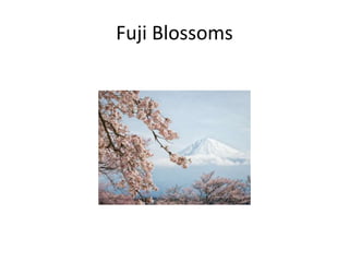 Fuji Blossoms 
 