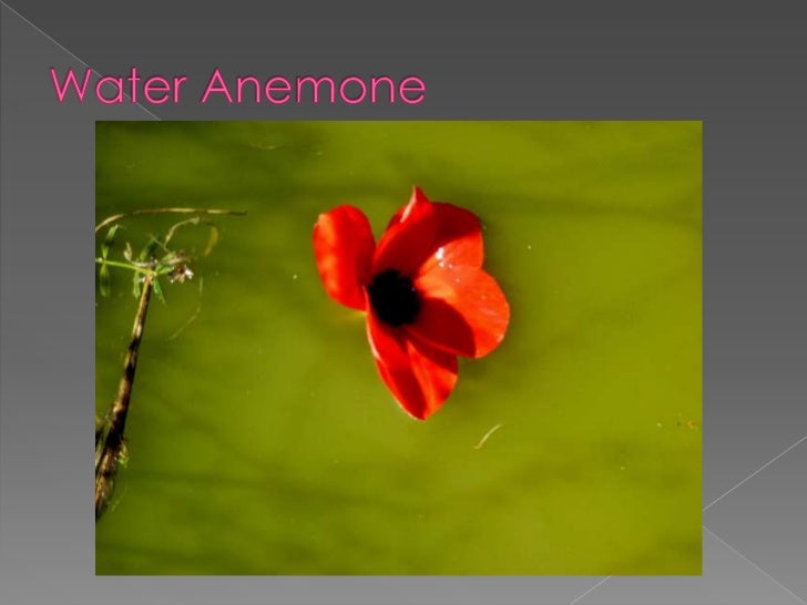 Photography Titles Presentation